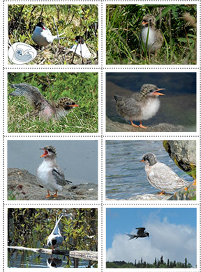 See How a Baby Tern Grows